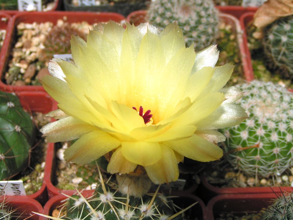 NOTOCACTUS tureczekianus